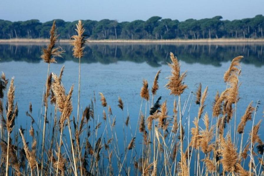 Diga Marina di Ravenna